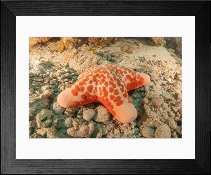 Framed Print : Starfish On the seabed in the Red Sea, Eilat Israel Framed Print : Starfish On the seabed in the Red Sea, Eilat Israel
