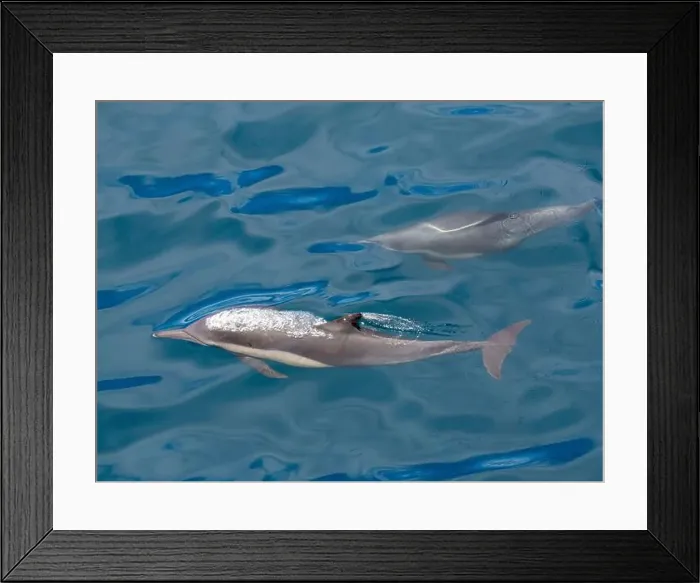 Framed Print : A pair of long-beaked common dolphins (Delphinus capensis) Framed Print : A pair of long-beaked common dolphins (Delphinus capensis)