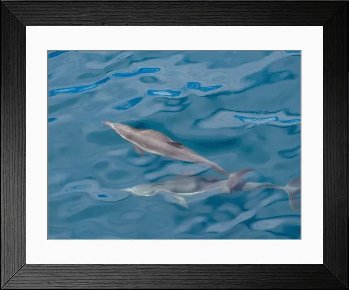 Framed Print : A pair of long-beaked common dolphins (Delphinus capensis) Framed Print : A pair of long-beaked common dolphins (Delphinus capensis)