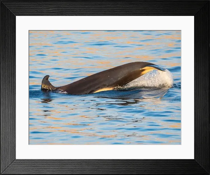 Framed Print : Killer whale female (Orcinus orca) Framed Print : Killer whale female (Orcinus orca)