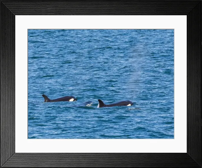 Framed Print : Killer whales (Orcinus orca), off Isla Carmen, Baja California Sur, Mexico, North America Framed Print : Killer whales (Orcinus orca), off Isla Carmen, Baja California Sur, Mexico, North America