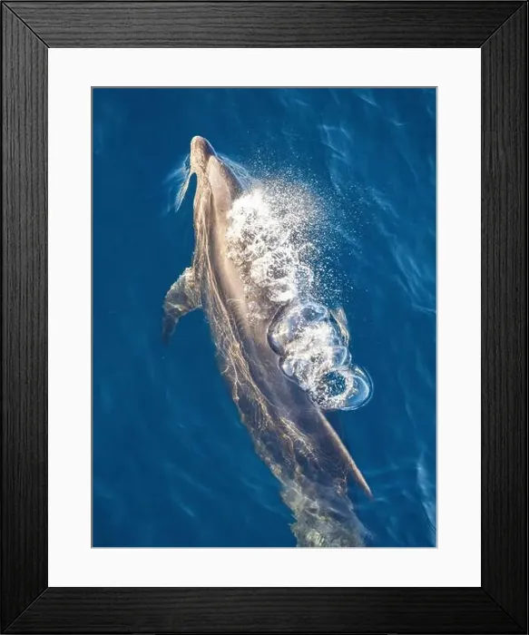 Framed Print : Bottlenose dolphin (Tursiops truncatus) Framed Print : Bottlenose dolphin (Tursiops truncatus)