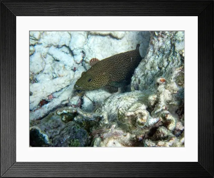Framed Print : Underwater view at a ray-finned fish called Graysby (Cephalopholis cruentata) in the Caribbean Sea, Bonaire, Netherlands Framed Print : Underwater view at a ray-finned fish called Graysby (Cephalopholis cruentata) in the Caribbean Sea, Bonaire, Netherlands