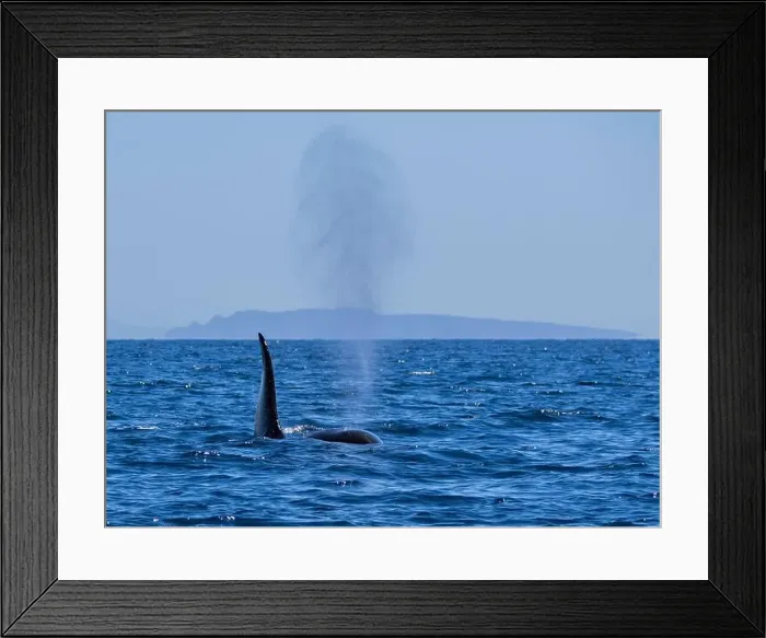 Framed Print : Killer whale pod (Orcinus orca), off Punta Colorada, Isla San Jose, Baja California Sur, Mexico, North America Framed Print : Killer whale pod (Orcinus orca), off Punta Colorada, Isla San Jose, Baja California Sur, Mexico, North America