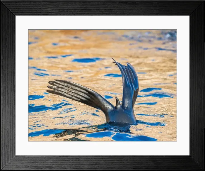 Framed Print : Guadalupe fur seal (Arctocephalus townsendi) Framed Print : Guadalupe fur seal (Arctocephalus townsendi)
