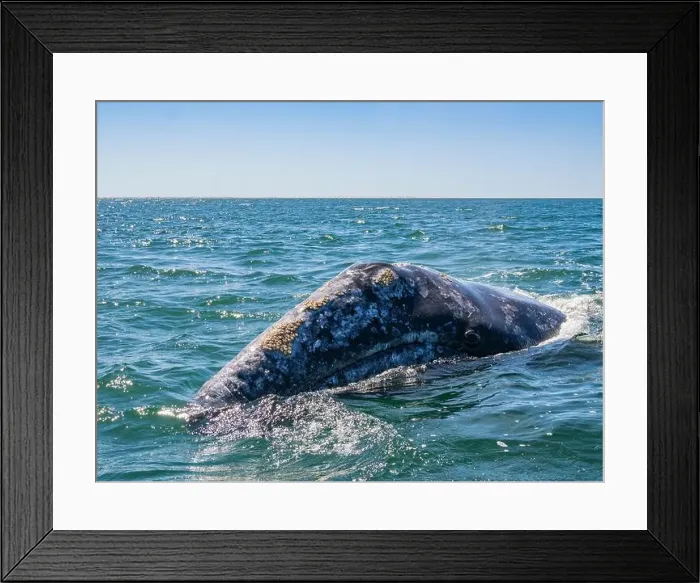 Framed Print : Adult California gray whale (Eschrictius robustus) Framed Print : Adult California gray whale (Eschrictius robustus)