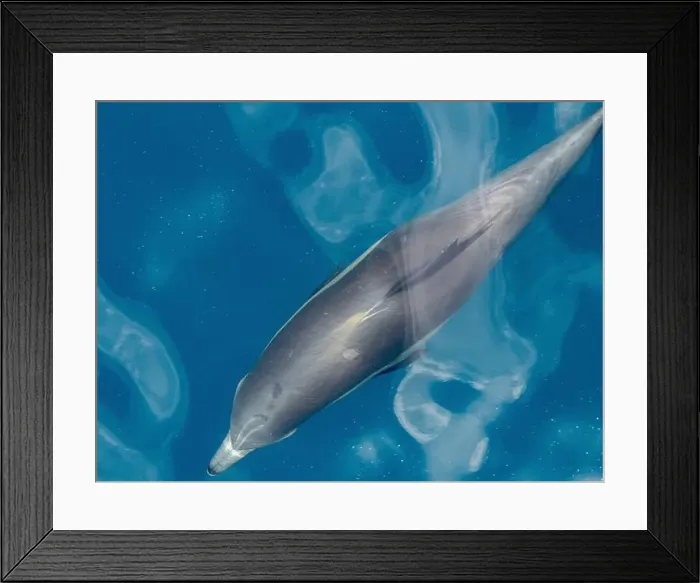 Framed Print : A long-beaked common dolphin (Delphinus capensis), surfacing off Gorda Banks, Baja California Sur, Mexico, North America Framed Print : A long-beaked common dolphin (Delphinus capensis), surfacing off Gorda Banks, Baja California Sur, Mexico, North America