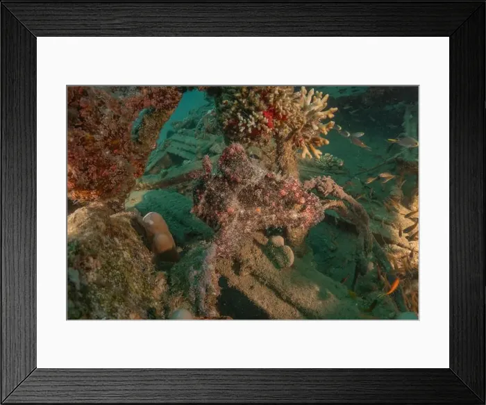 Framed Print : Frogfish swim in the Red Sea, colorful fish, Eilat Israel