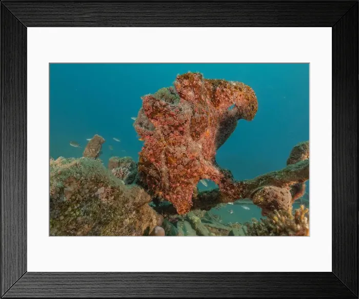 Framed Print : Frogfish swim in the Red Sea, colorful fish, Eilat Israel Framed Print : Frogfish swim in the Red Sea, colorful fish, Eilat Israel