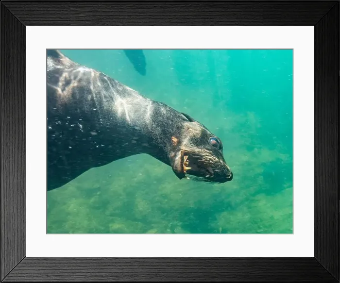Framed Print : Guadalupe fur seal (Arctocephalus townsendi) Framed Print : Guadalupe fur seal (Arctocephalus townsendi)