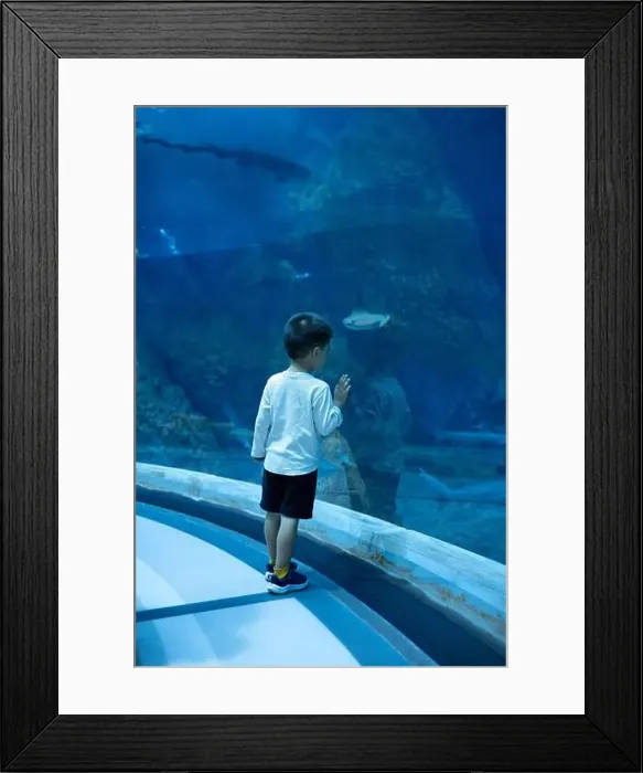 Framed Print : A young child stands in awe, gazing at a large shark and stingray swimming in a spacious Framed Print : A young child stands in awe, gazing at a large shark and stingray swimming in a spacious