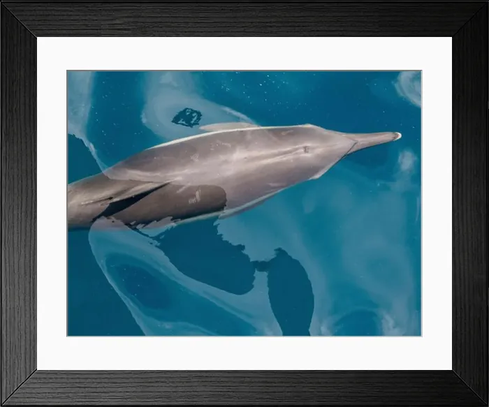 Framed Print : A long-beaked common dolphin (Delphinus capensis), surfacing off Gorda Banks, Baja California Sur, Mexico, North America Framed Print : A long-beaked common dolphin (Delphinus capensis), surfacing off Gorda Banks, Baja California Sur, Mexico, North America
