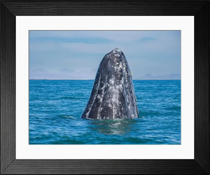 Framed Print : Adult California gray whale (Eschrictius robustus) Framed Print : Adult California gray whale (Eschrictius robustus)