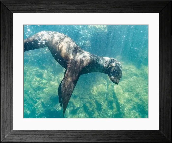 Framed Print : Guadalupe fur seal (Arctocephalus townsendi) Framed Print : Guadalupe fur seal (Arctocephalus townsendi)