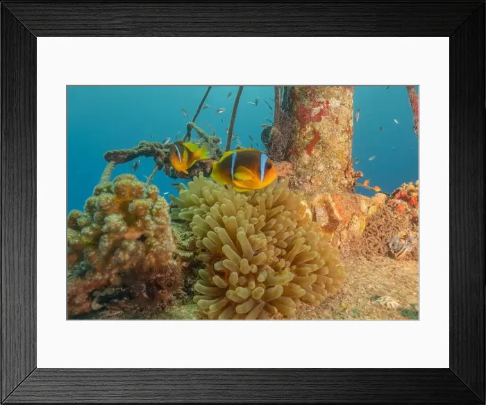 Framed Print : Clown-fish anemonefish in the Red Sea Colorful and beautiful, Eilat Israel Framed Print : Clown-fish anemonefish in the Red Sea Colorful and beautiful, Eilat Israel