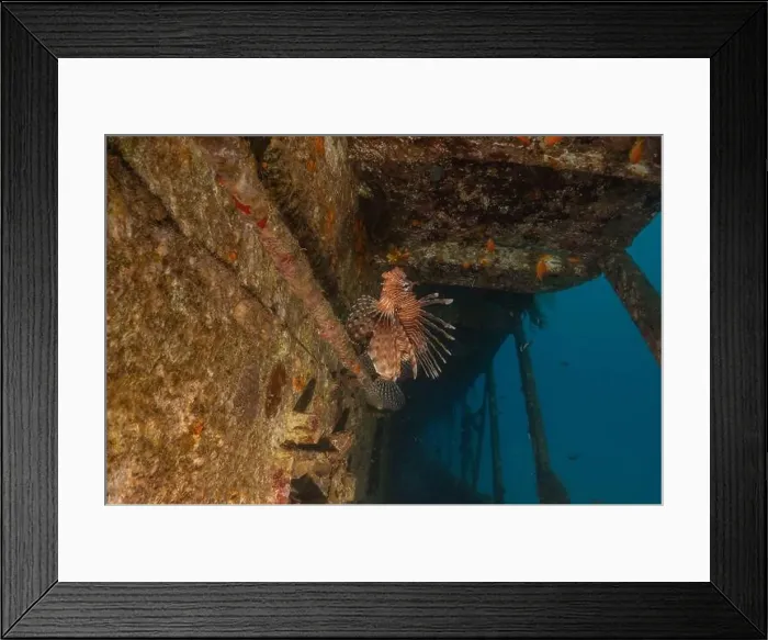 Framed Print : Lionfish in the Red Sea colorful fish, Eilat Israel Framed Print : Lionfish in the Red Sea colorful fish, Eilat Israel