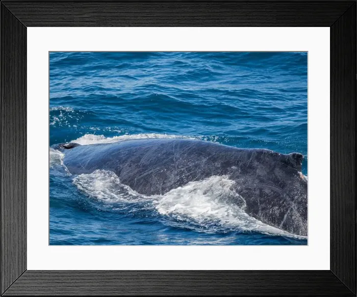 Framed Print : Humpback whale (Megaptera novaeangliae), surfacing off San Jose del Cabo, Baja California Sur, Mexico, North America Framed Print : Humpback whale (Megaptera novaeangliae), surfacing off San Jose del Cabo, Baja California Sur, Mexico, North America