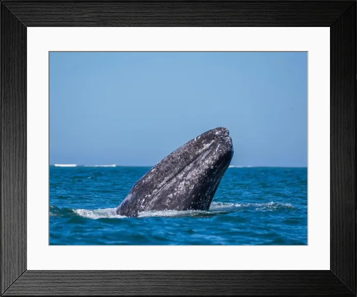 Framed Print : Adult California gray whale (Eschrictius robustus) Framed Print : Adult California gray whale (Eschrictius robustus)