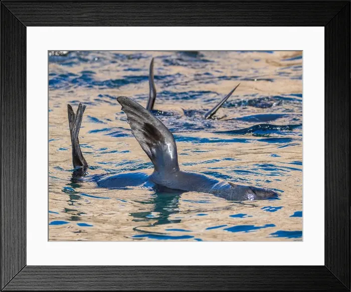 Framed Print : Guadalupe fur seals (Arctocephalus townsendi) Framed Print : Guadalupe fur seals (Arctocephalus townsendi)