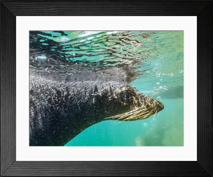 Framed Print : Guadalupe fur seal (Arctocephalus townsendi) Framed Print : Guadalupe fur seal (Arctocephalus townsendi)