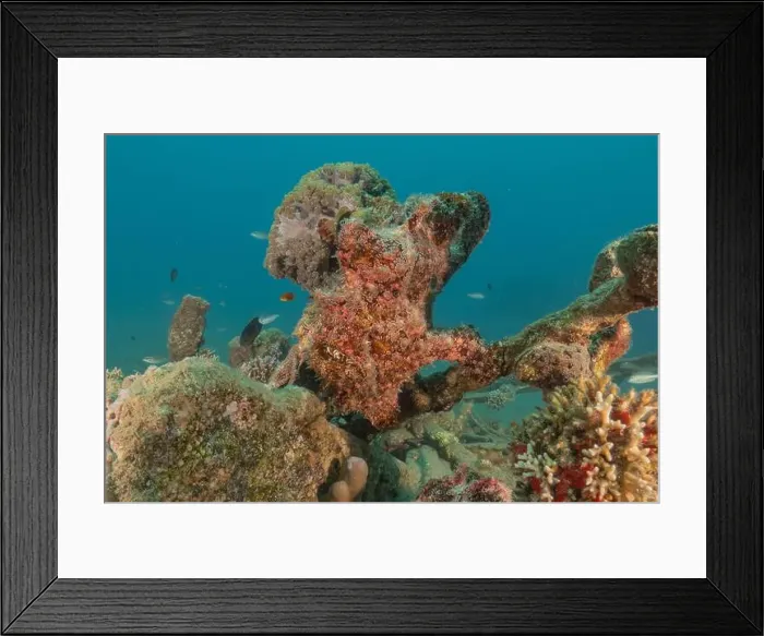 Framed Print : Frogfish swim in the Red Sea, colorful fish, Eilat Israel Framed Print : Frogfish swim in the Red Sea, colorful fish, Eilat Israel