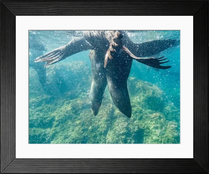 Framed Print : Guadalupe fur seals (Arctocephalus townsendi) Framed Print : Guadalupe fur seals (Arctocephalus townsendi)