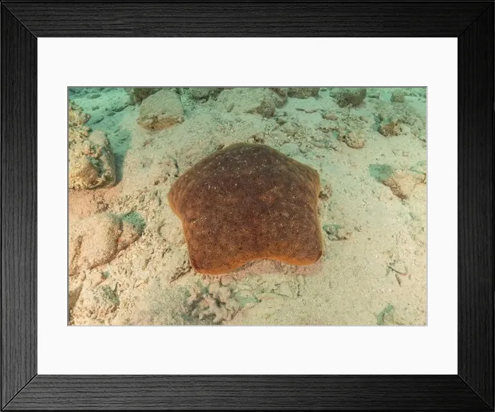 Framed Print : Starfish On the seabed in the Red Sea, Eilat Israel Framed Print : Starfish On the seabed in the Red Sea, Eilat Israel