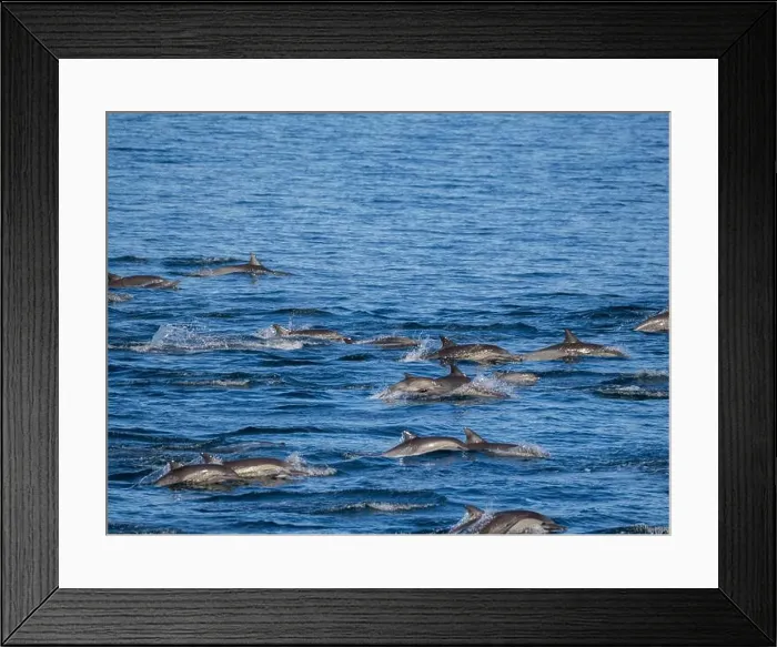 Framed Print : A long-beaked common dolphin pod (Delphinus capensis)