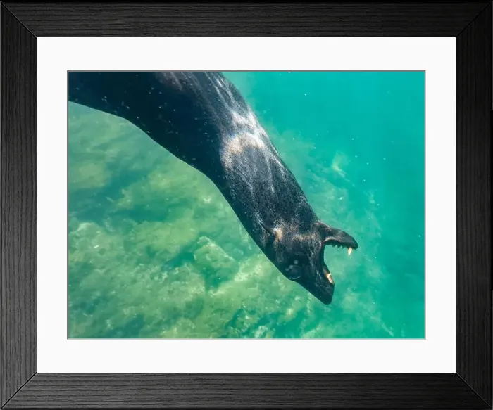 Framed Print : Guadalupe fur seal (Arctocephalus townsendi) Framed Print : Guadalupe fur seal (Arctocephalus townsendi)