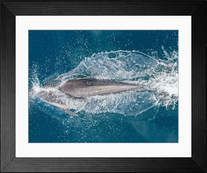 Framed Print : A long-beaked common dolphin (Delphinus capensis), surfacing off Gorda Banks, Baja California Sur, Mexico, North America Framed Print : A long-beaked common dolphin (Delphinus capensis), surfacing off Gorda Banks, Baja California Sur, Mexico, North America