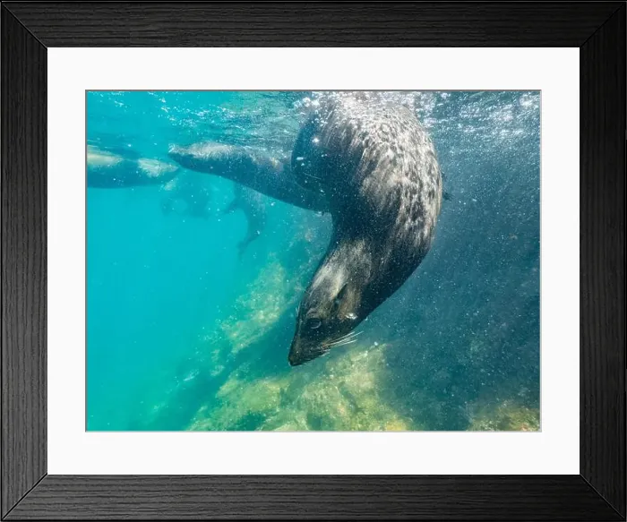 Framed Print : Guadalupe fur seals (Arctocephalus townsendi) Framed Print : Guadalupe fur seals (Arctocephalus townsendi)