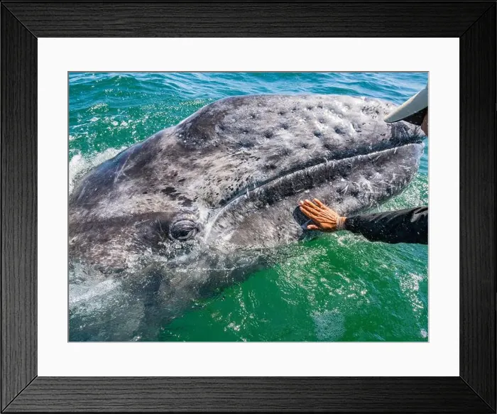 Framed Print : California gray whale calf (Eschrictius robustus)