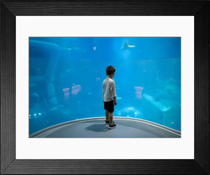 Framed Print : A young child stands in awe, gazing at a large shark and stingray swimming in a spacious Framed Print : A young child stands in awe, gazing at a large shark and stingray swimming in a spacious