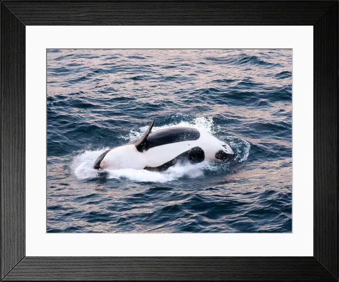 Framed Print : Killer whale female calf (Orcinus orca) Framed Print : Killer whale female calf (Orcinus orca)
