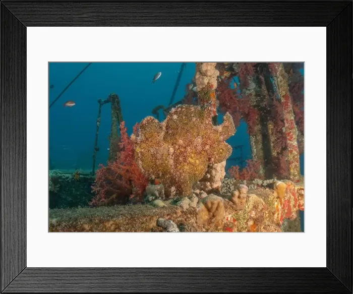 Framed Print : Frogfish swim in the Red Sea, colorful fish, Eilat Israel Framed Print : Frogfish swim in the Red Sea, colorful fish, Eilat Israel