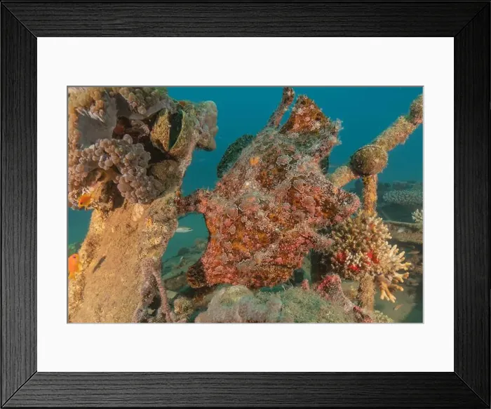 Framed Print : Frogfish swim in the Red Sea, colorful fish, Eilat Israel Framed Print : Frogfish swim in the Red Sea, colorful fish, Eilat Israel