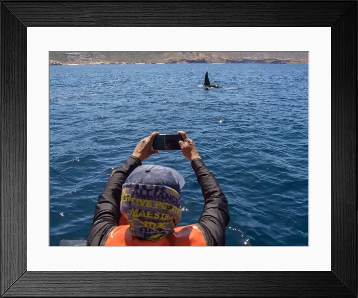 Framed Print : Killer whale pod (Orcinus orca) Framed Print : Killer whale pod (Orcinus orca)