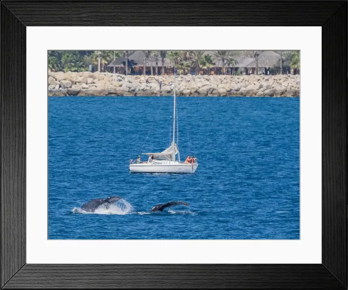 Framed Print : Humpback whales (Megaptera novaeangliae)