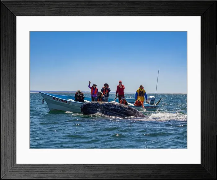 Framed Print : Adult California gray whale (Eschrictius robustus) Framed Print : Adult California gray whale (Eschrictius robustus)