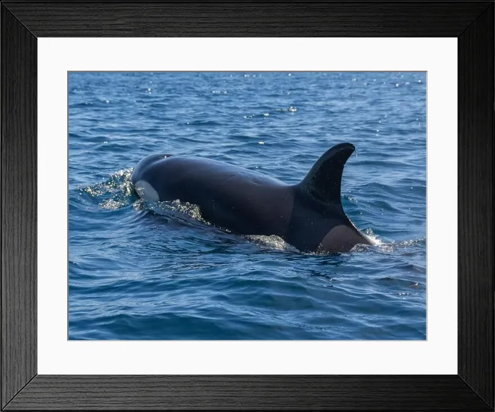 Framed Print : Killer whale pod (Orcinus orca), off Punta Colorada, Isla San Jose, Baja California Sur, Mexico, North America Framed Print : Killer whale pod (Orcinus orca), off Punta Colorada, Isla San Jose, Baja California Sur, Mexico, North America