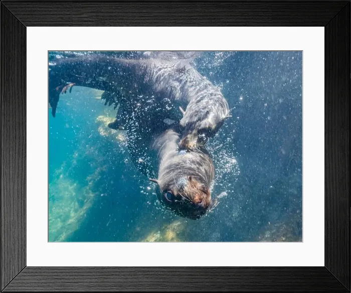Framed Print : Guadalupe fur seals (Arctocephalus townsendi) Framed Print : Guadalupe fur seals (Arctocephalus townsendi)