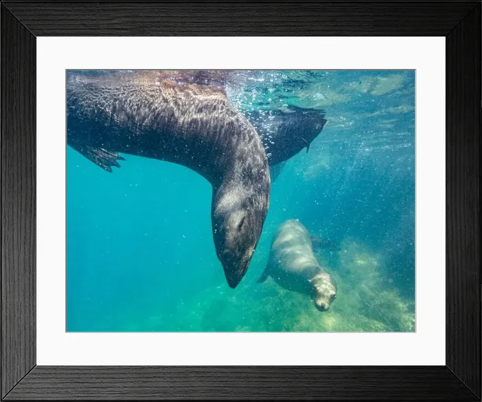 Framed Print : Guadalupe fur seals (Arctocephalus townsendi) Framed Print : Guadalupe fur seals (Arctocephalus townsendi)
