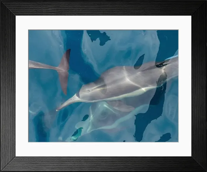 Framed Print : A long-beaked common dolphin (Delphinus capensis), surfacing off Gorda Banks, Baja California Sur, Mexico, North America