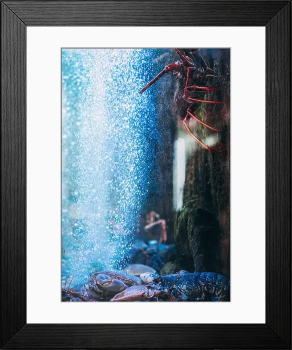 Framed Print : Brightly colored sea creatures, including crustaceans, are observed amidst bubbles in an aquarium Framed Print : Brightly colored sea creatures, including crustaceans, are observed amidst bubbles in an aquarium
