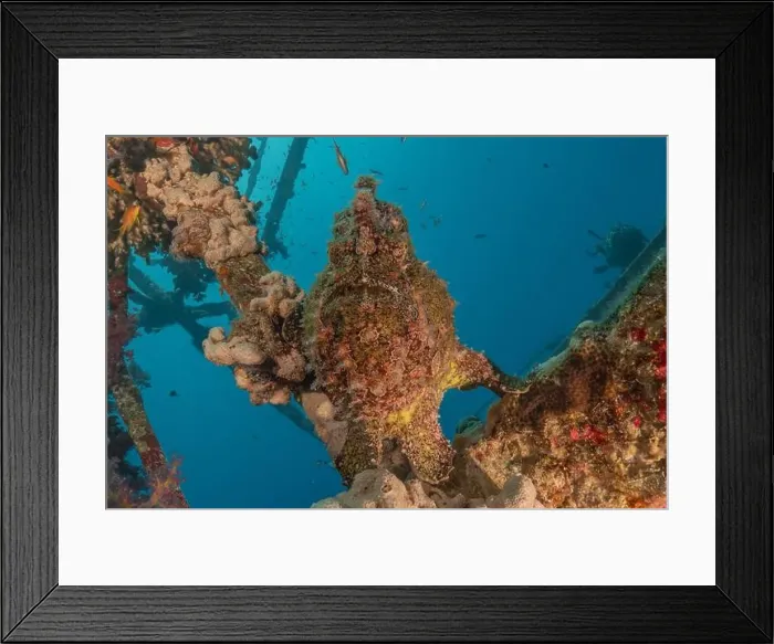 Framed Print : Frogfish swim in the Red Sea, colorful fish, Eilat Israel Framed Print : Frogfish swim in the Red Sea, colorful fish, Eilat Israel