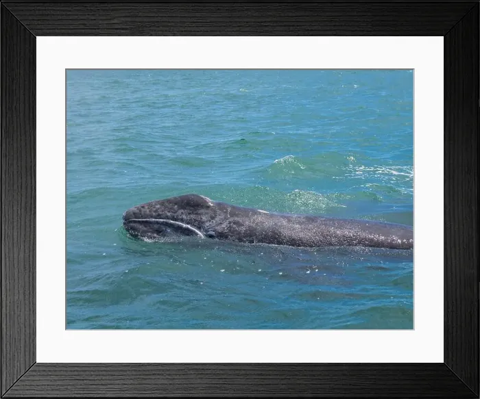 Framed Print : California gray whale calf (Eschrictius robustus) Framed Print : California gray whale calf (Eschrictius robustus)