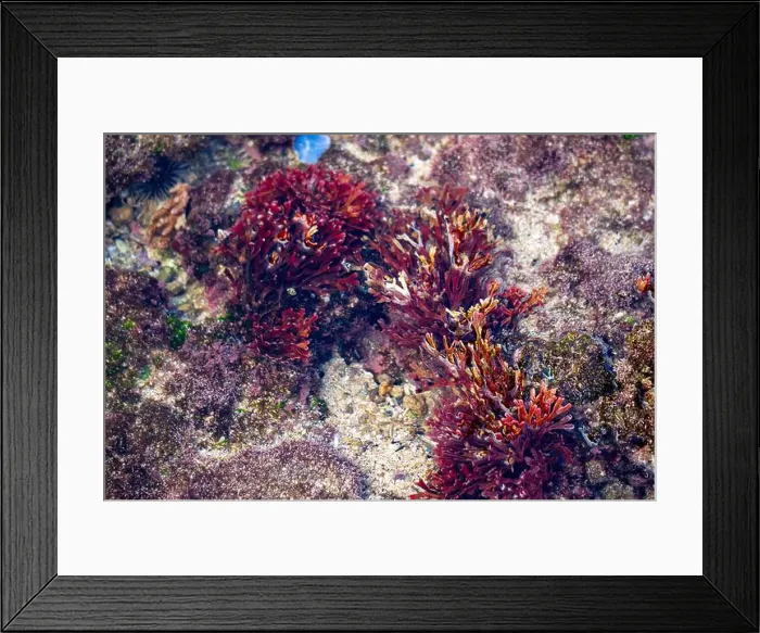 Framed Print : Beautiful colorful coral reefs on the beach Framed Print : Beautiful colorful coral reefs on the beach