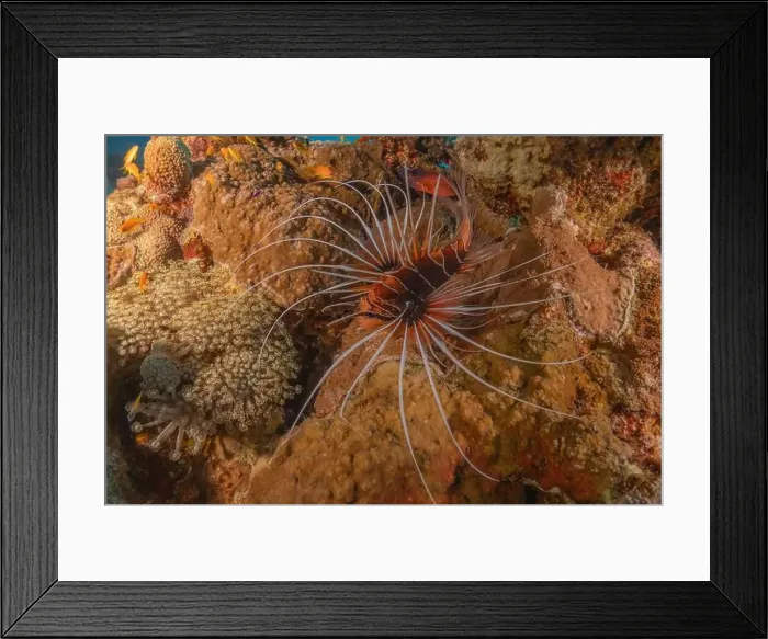 Framed Print : Lionfish in the Red Sea colorful fish, Eilat Israel Framed Print : Lionfish in the Red Sea colorful fish, Eilat Israel