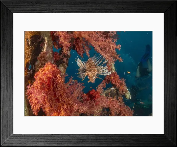 Framed Print : Lionfish in the Red Sea colorful fish, Eilat Israel Framed Print : Lionfish in the Red Sea colorful fish, Eilat Israel