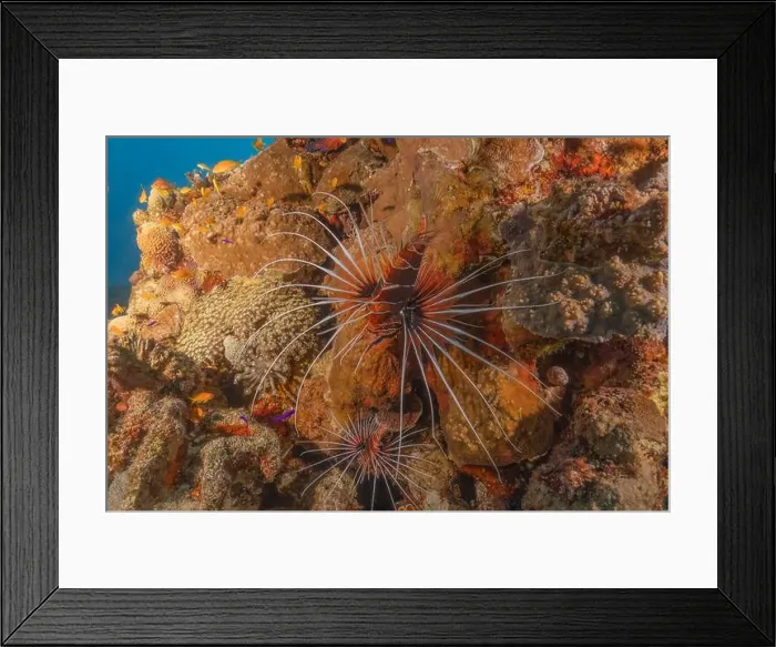 Framed Print : Lionfish in the Red Sea colorful fish, Eilat Israel Framed Print : Lionfish in the Red Sea colorful fish, Eilat Israel